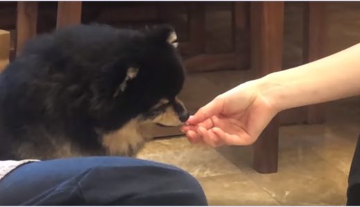 【画像＆動画】テテの愛犬・ヨンタンにご飯をあげている女性は誰？手がキレイと話題！