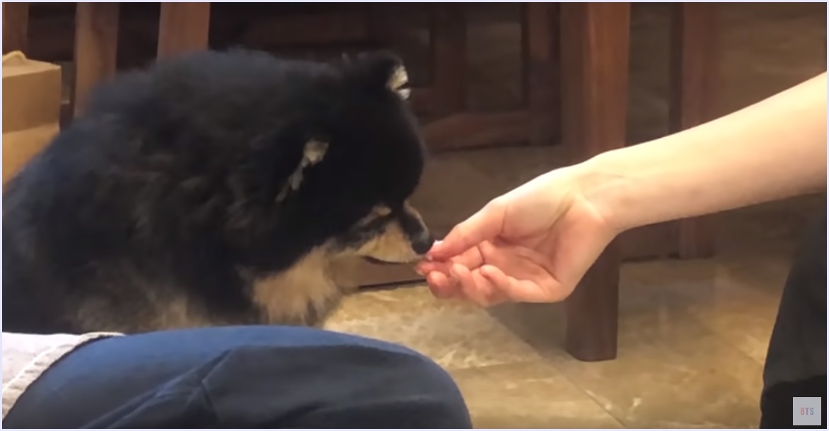 画像 動画 テテの愛犬 ヨンタンにご飯をあげている女性は誰 手がキレイと話題